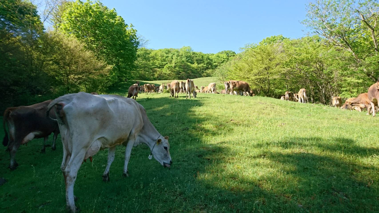 神津牧場 観る・遊ぶ 1887年に開設された日本で最初の西洋式牧場
