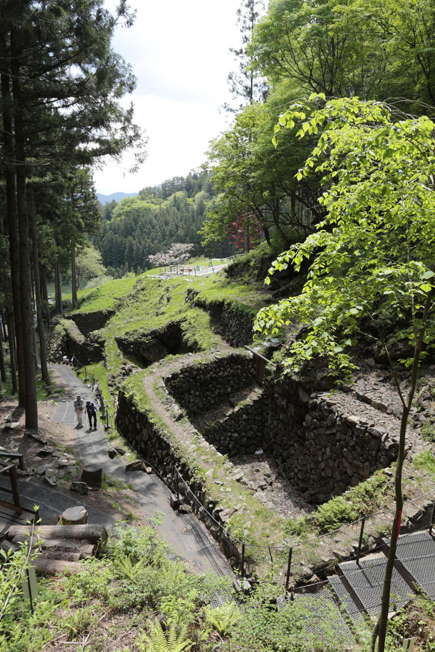 現品】ぶつぶつノーネーム 検索) 麻花 冰雹 アガベチタノタ ブツブツ
