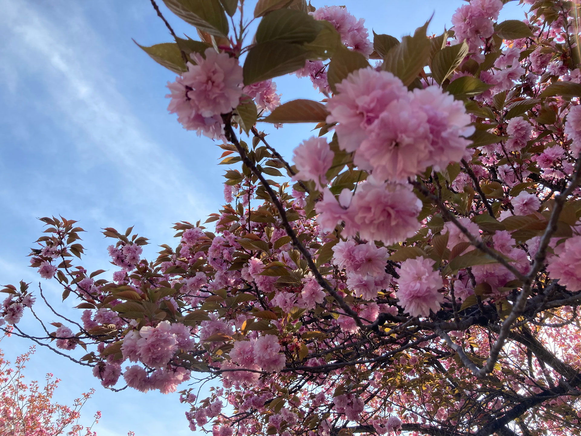 県立森林公園 さくらの里 | 下仁田町観光協会