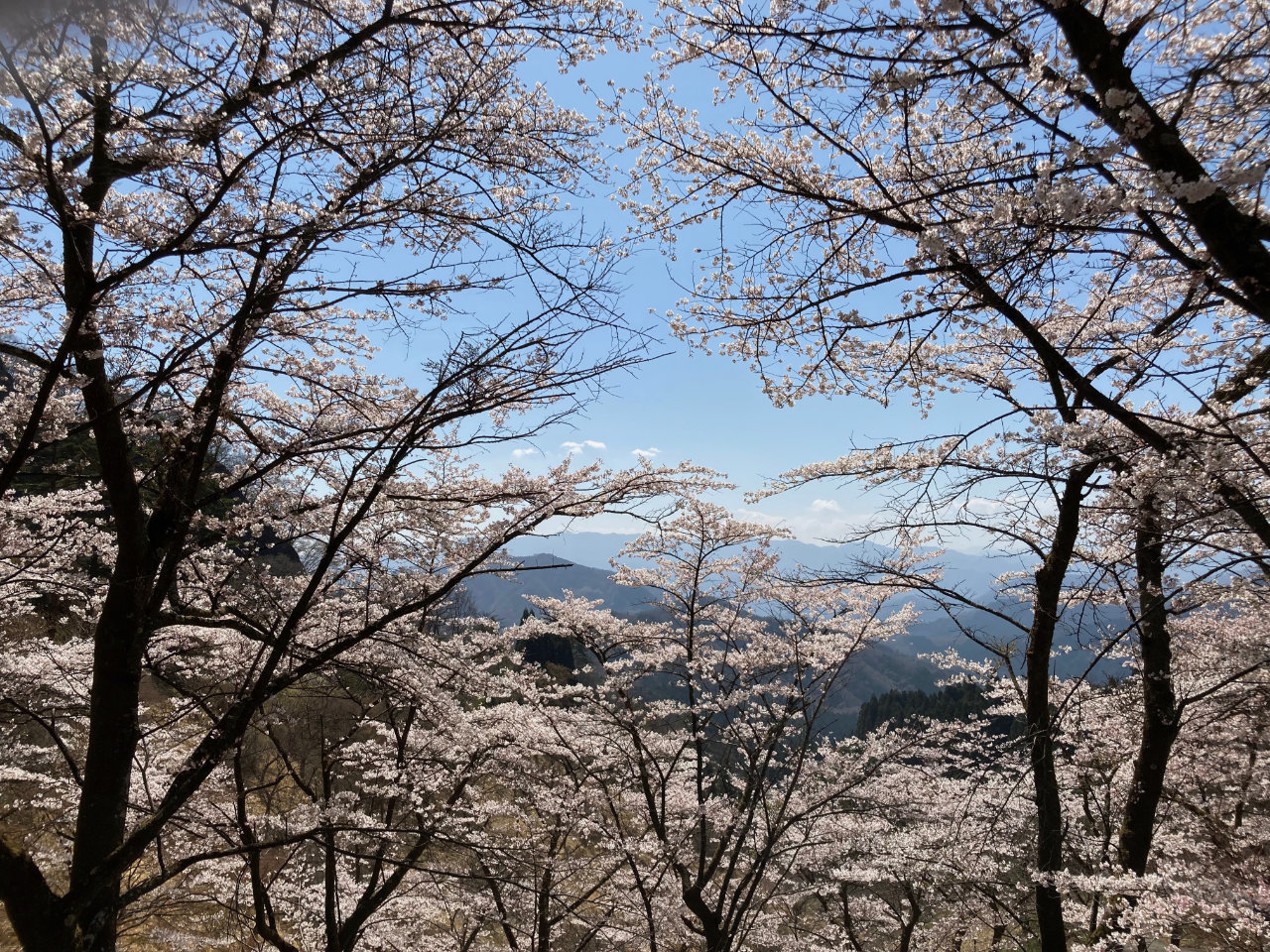 県立森林公園さくらの里 | 下仁田町観光協会